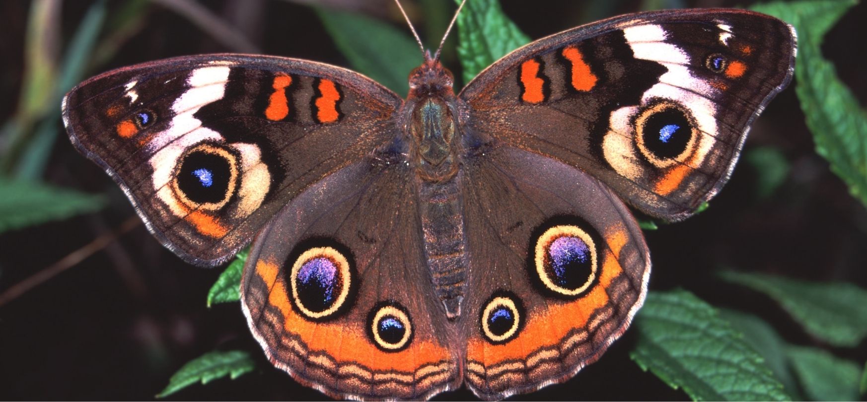 Butterfly Pattern